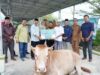 Sekda Kalteng Serahkan Sapi Limousin dan Gratiskan 1.000 Paket Pasar Murah di Kelurahan Beriwit, Murung Raya